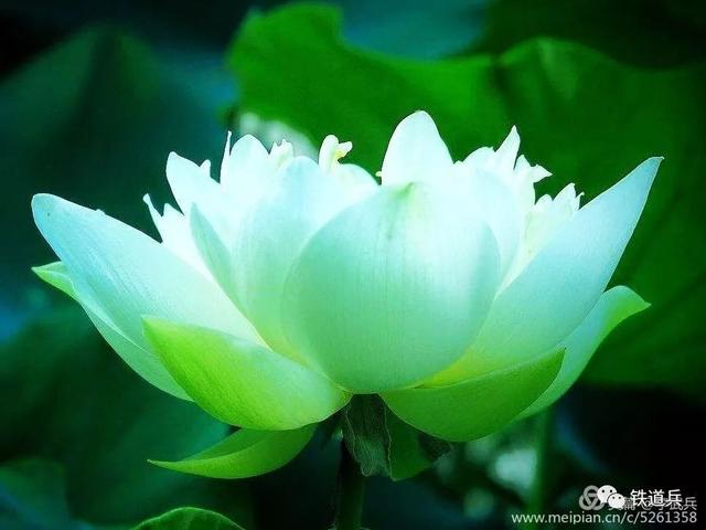 永远在天地间燃烧的火焰——沉痛悼念铁道兵著名女诗人伊蕾