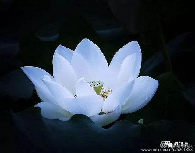 永远在天地间燃烧的火焰——沉痛悼念铁道兵著名女诗人伊蕾